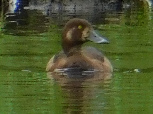 Greater Scaup - ML620280068