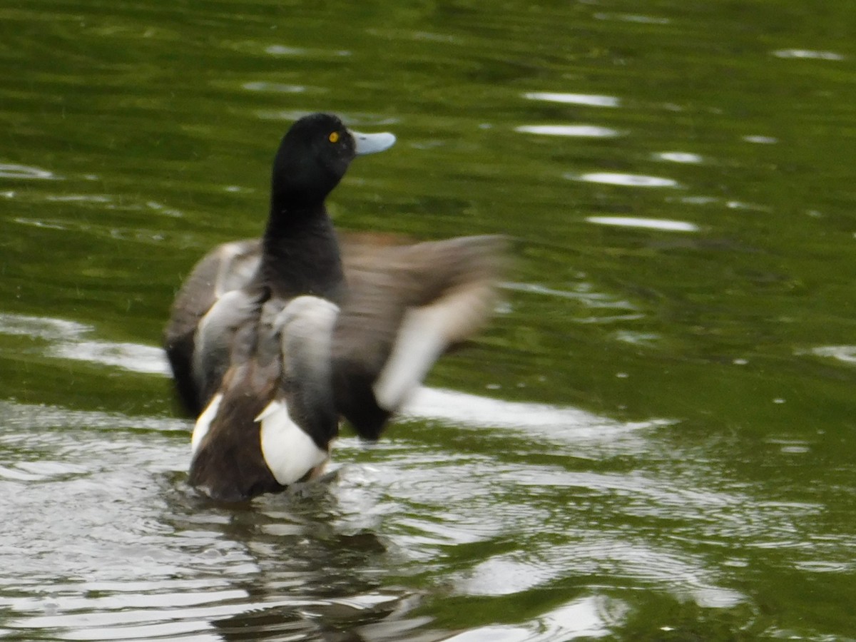 Greater Scaup - ML620280069