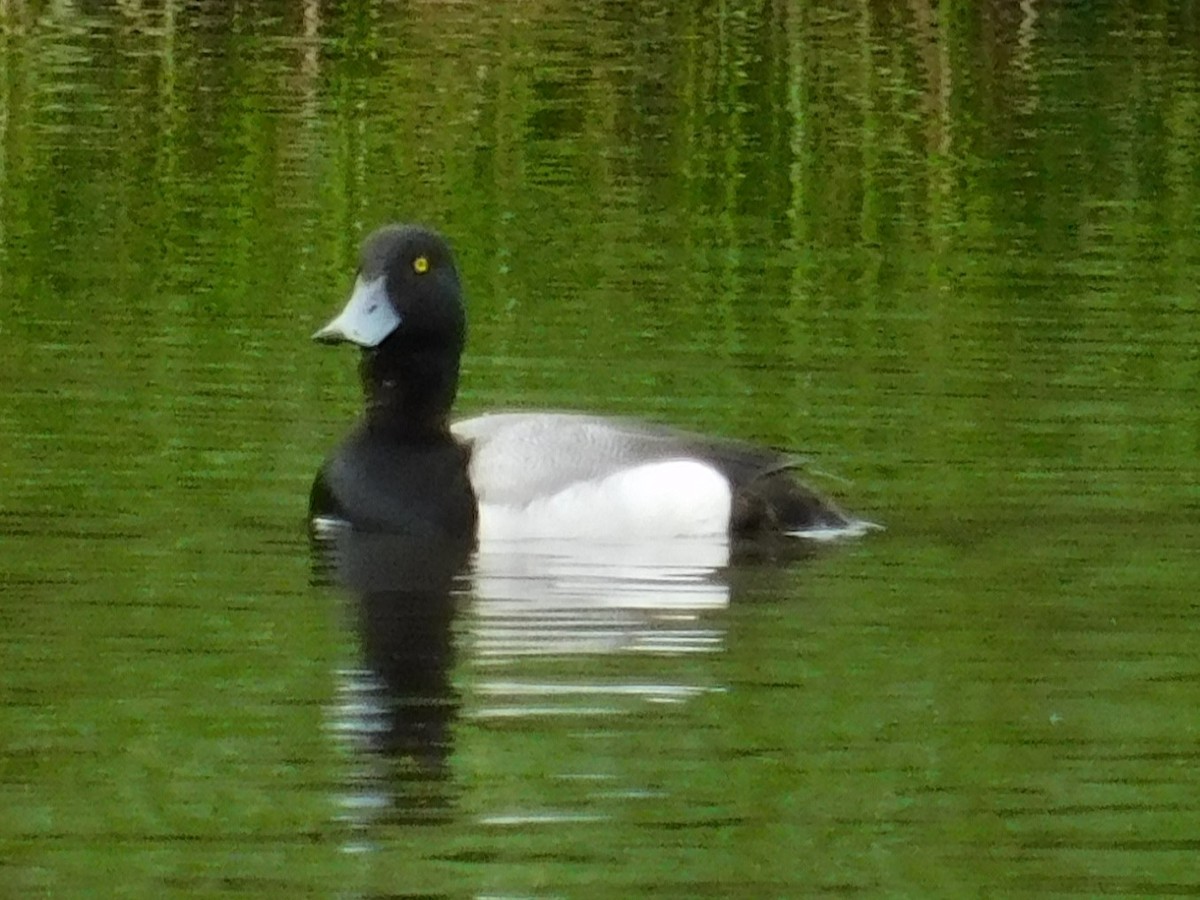 Greater Scaup - ML620280070