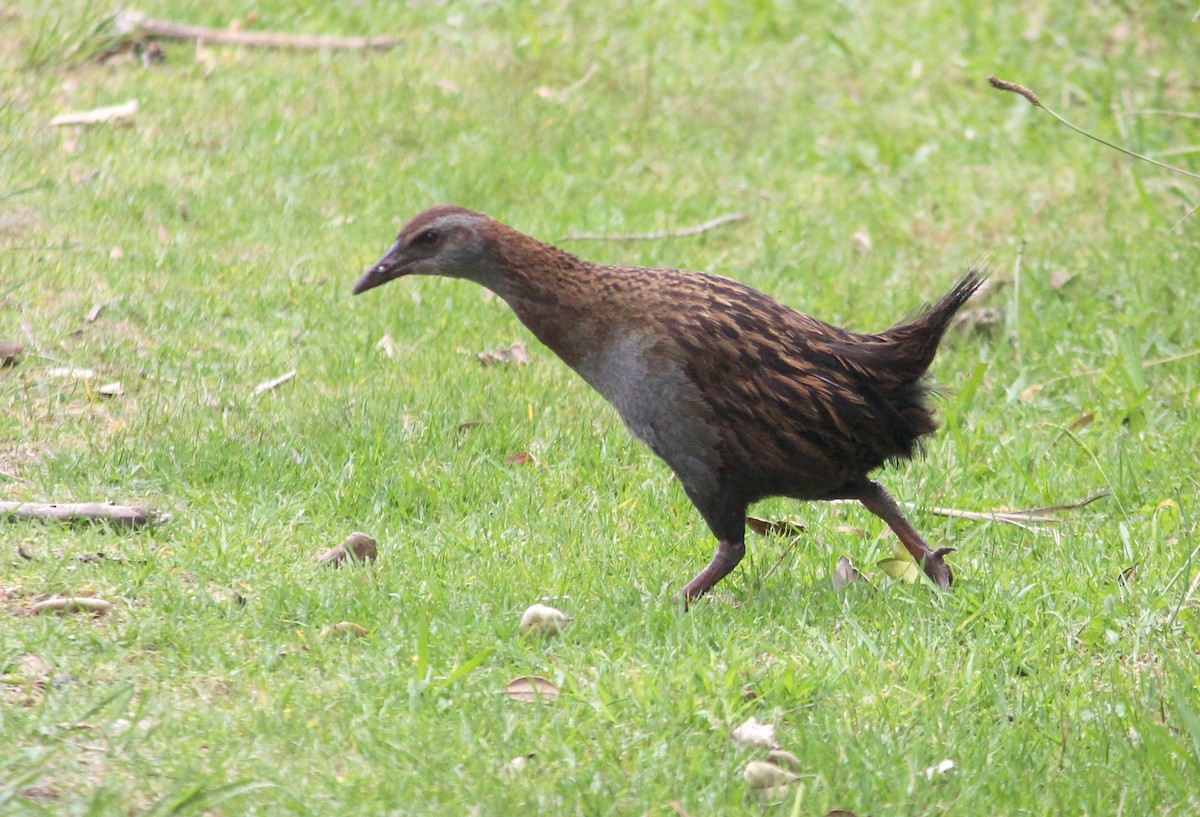 chřástal weka - ML620280078