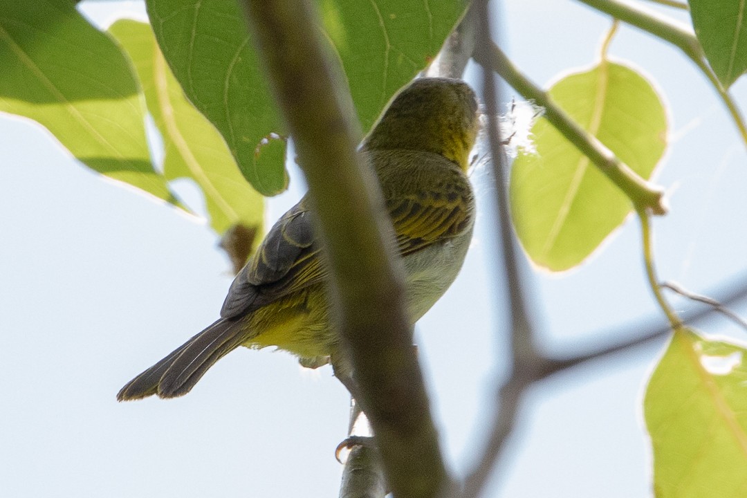 Yellow-backed Tanager - ML620280080