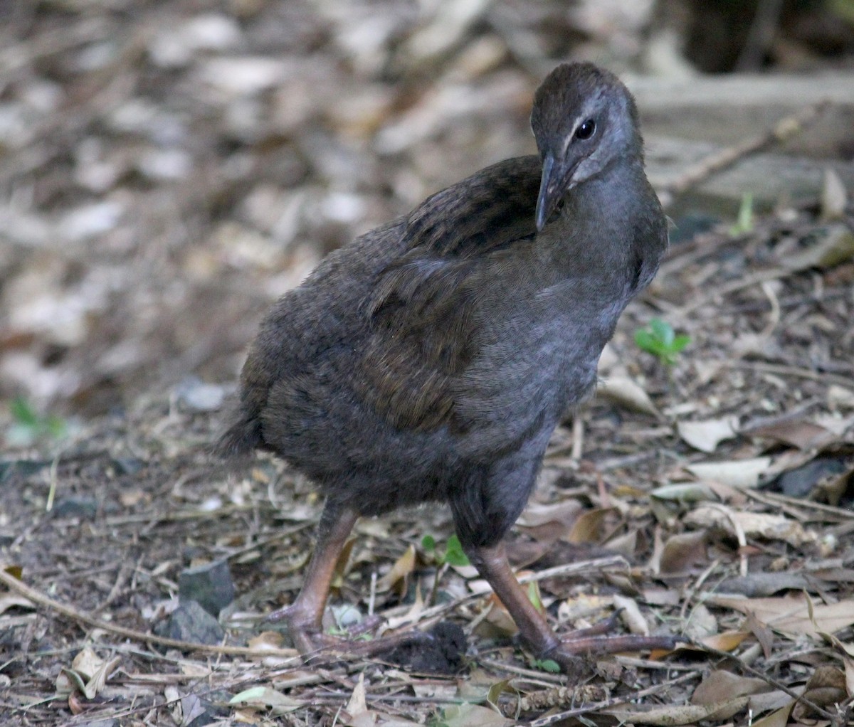 chřástal weka - ML620280083