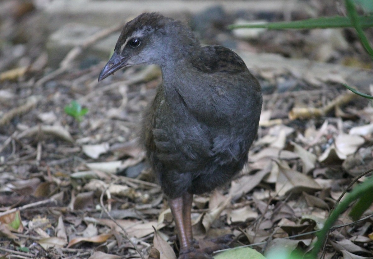 chřástal weka - ML620280085