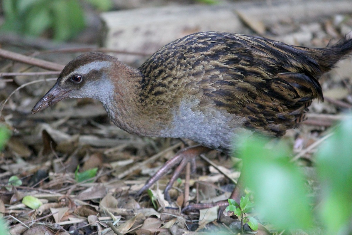 Rascón Weka - ML620280086