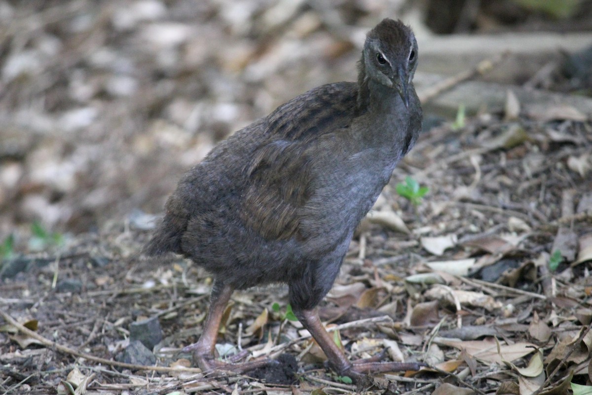 Rascón Weka - ML620280087