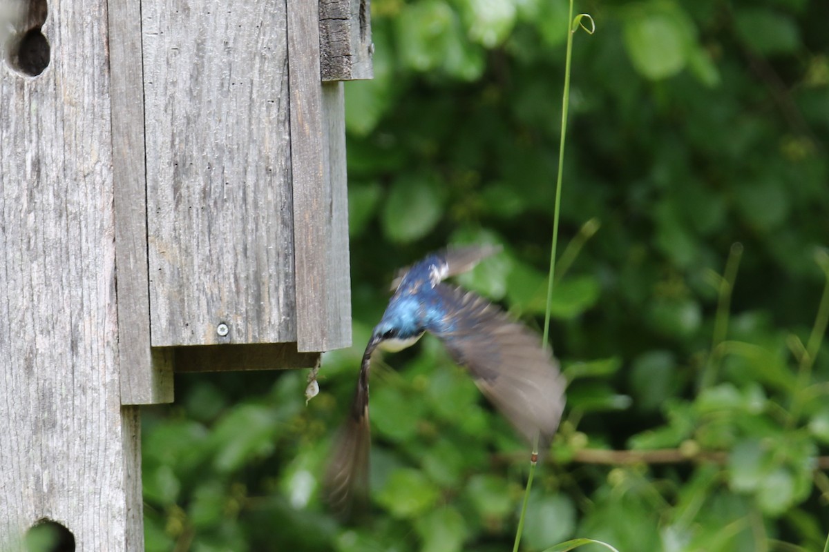 Tree Swallow - ML620280091