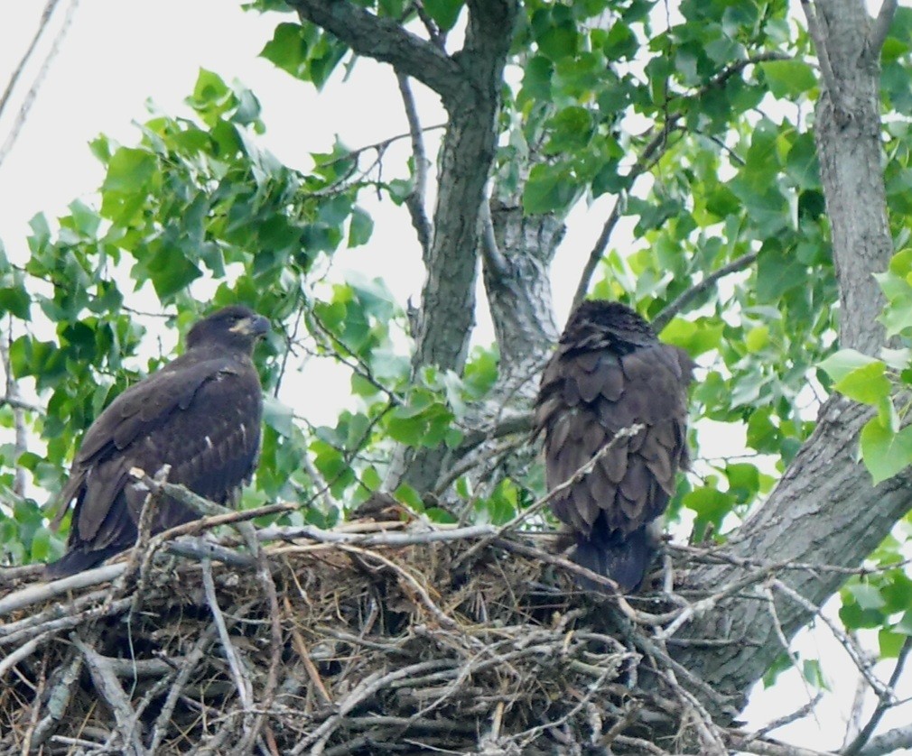 Bald Eagle - ML620280096