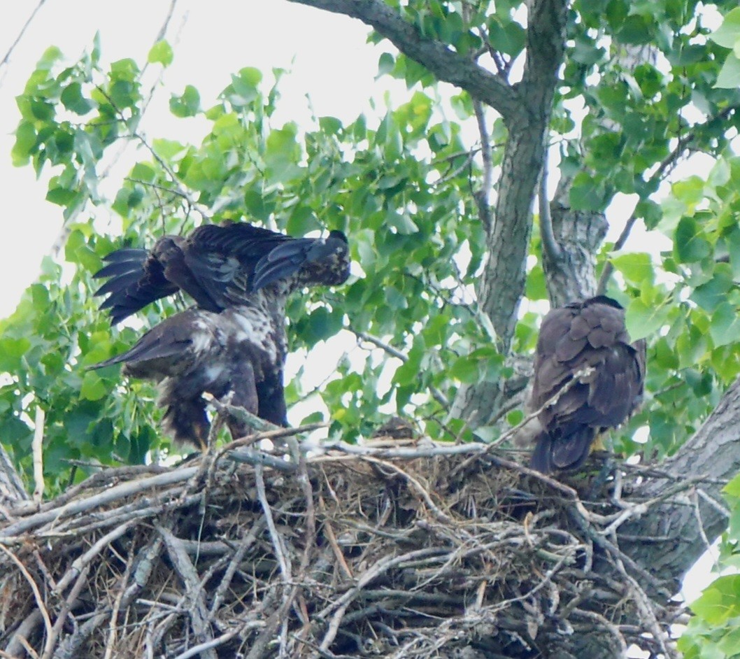 Bald Eagle - ML620280097