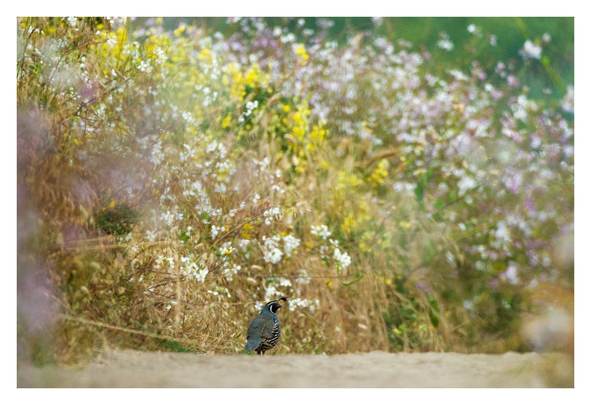 California Quail - ML620280102