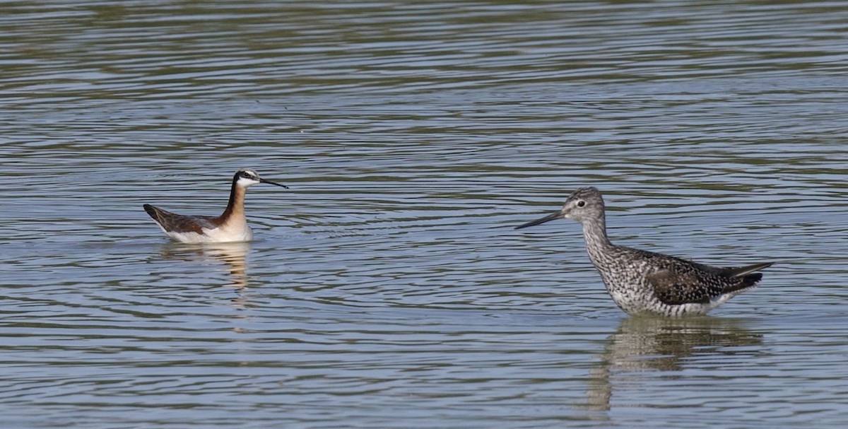 Wilson's Phalarope - ML620280103