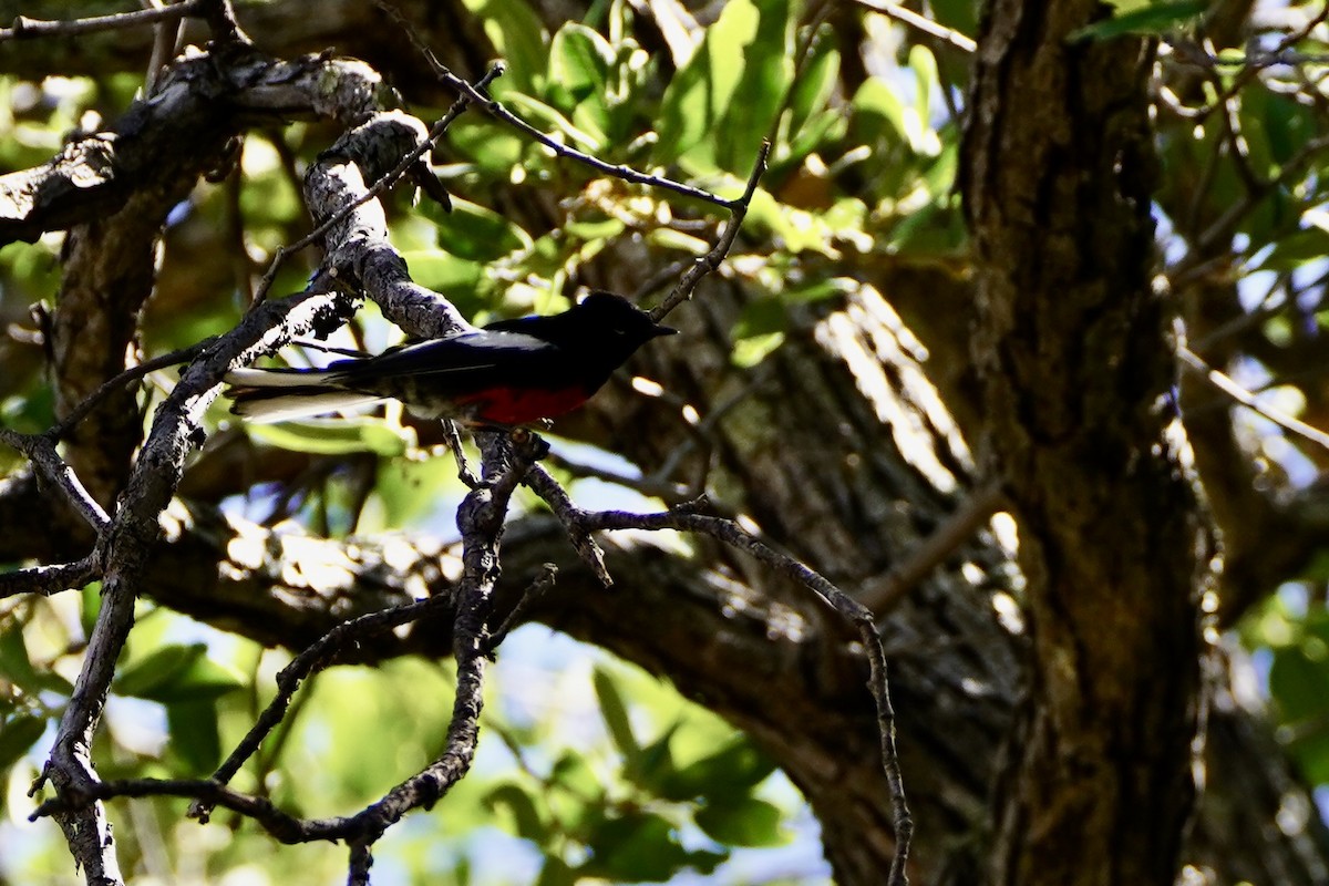 Painted Redstart - ML620280104