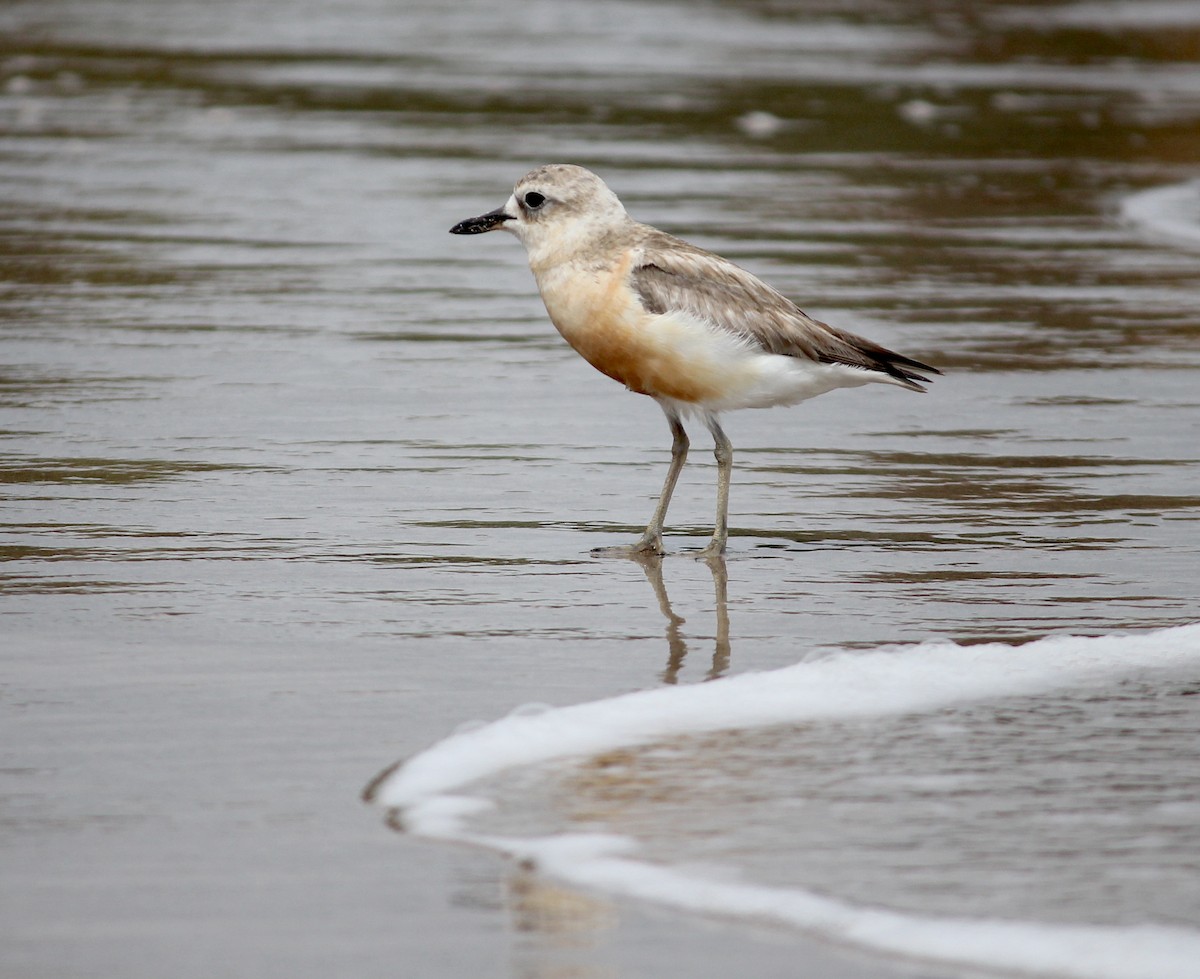 Chorlito Maorí de Isla Sur - ML620280106