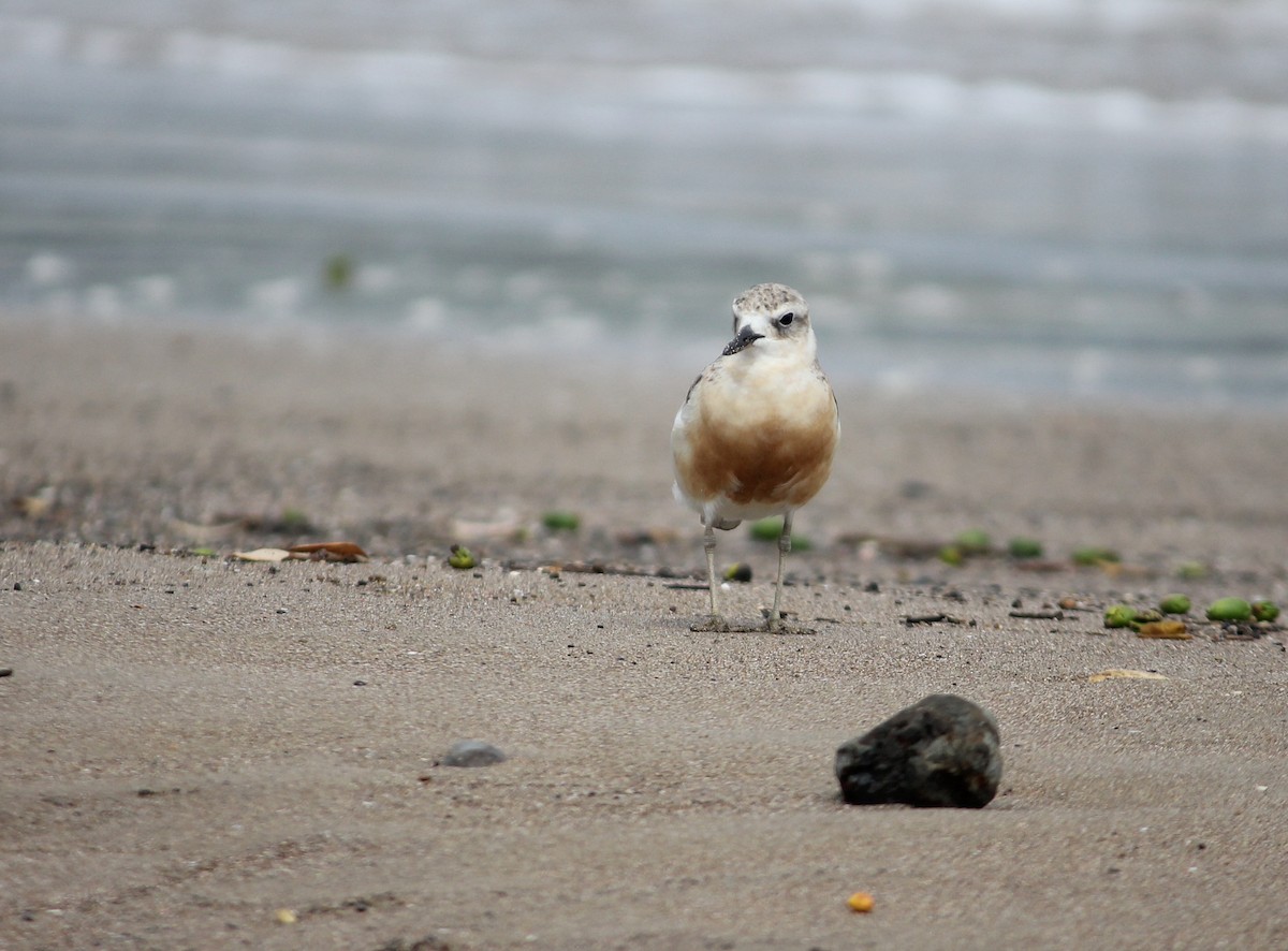 Red-breasted Dotterel - ML620280107