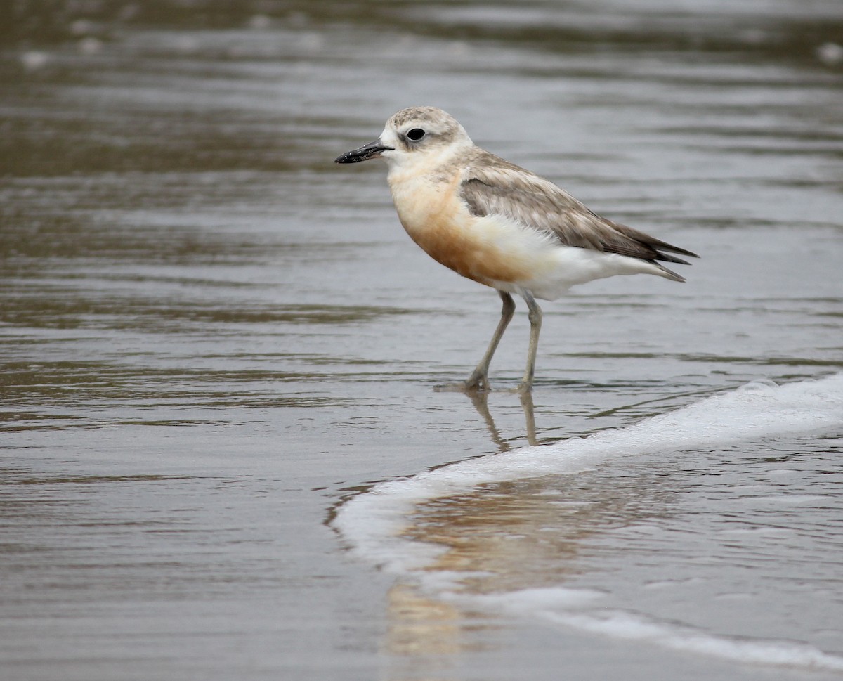 Red-breasted Dotterel - ML620280108