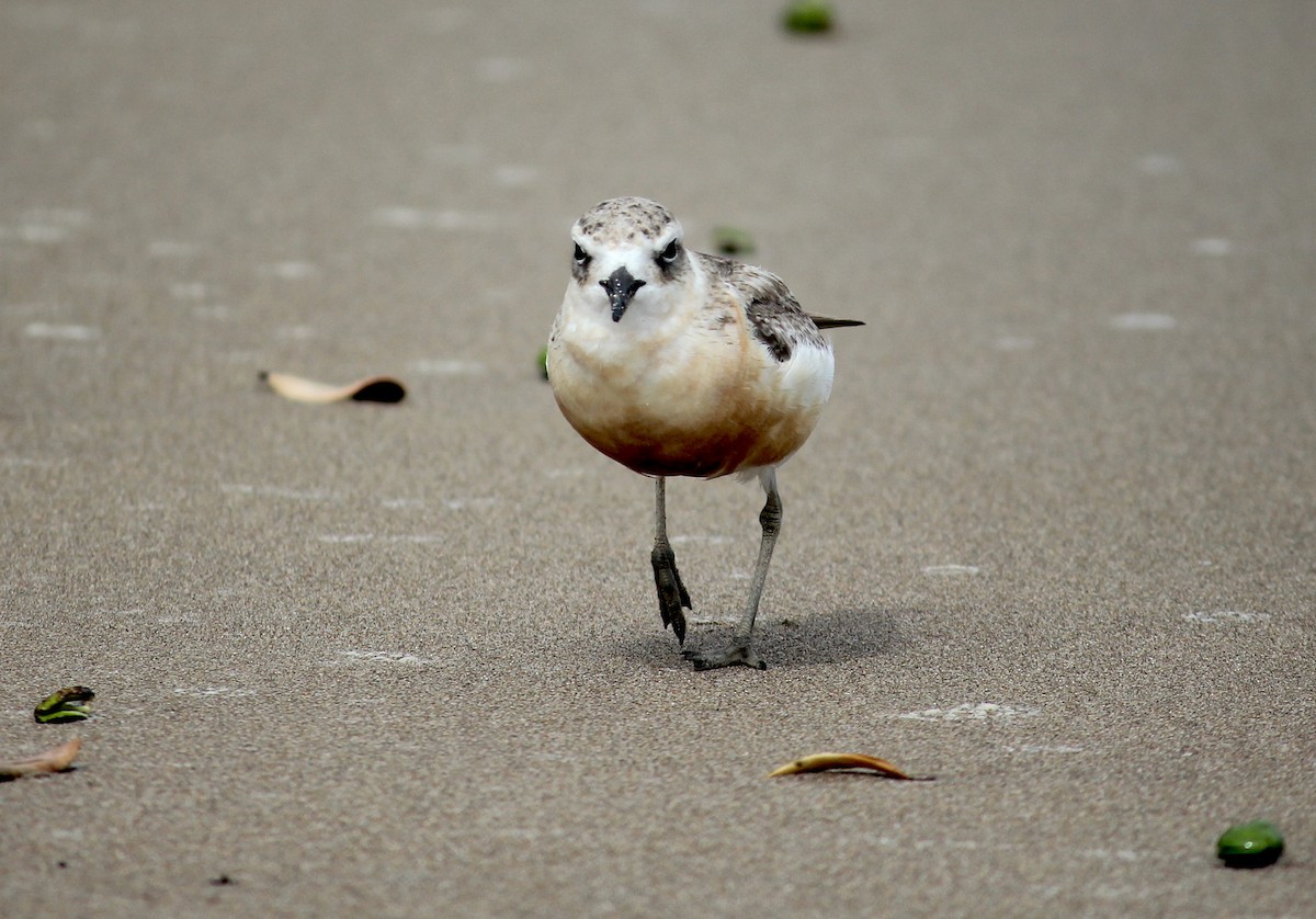 Red-breasted Dotterel - ML620280109