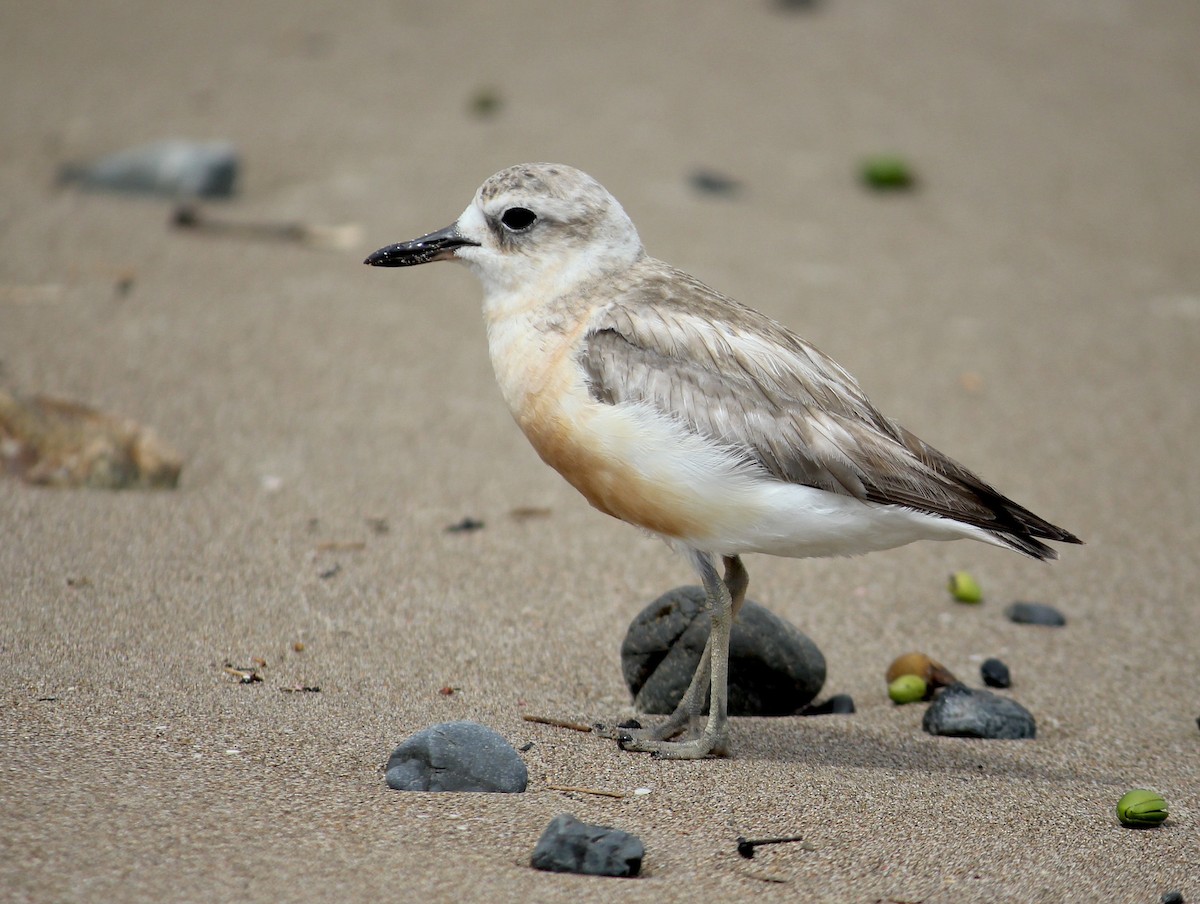 Red-breasted Dotterel - ML620280110