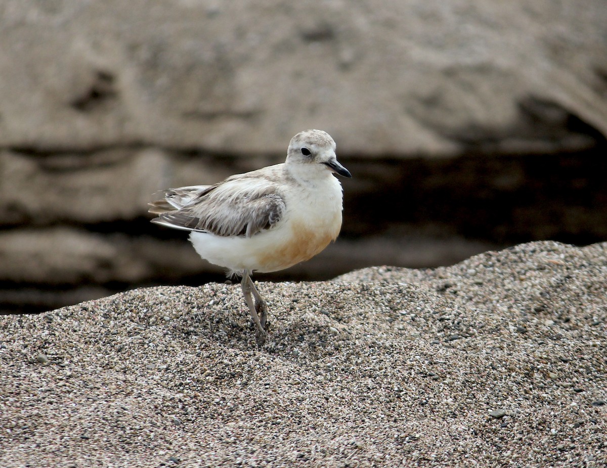 Chorlito Maorí de Isla Sur - ML620280113