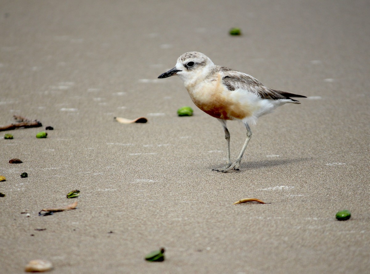 Red-breasted Dotterel - ML620280115