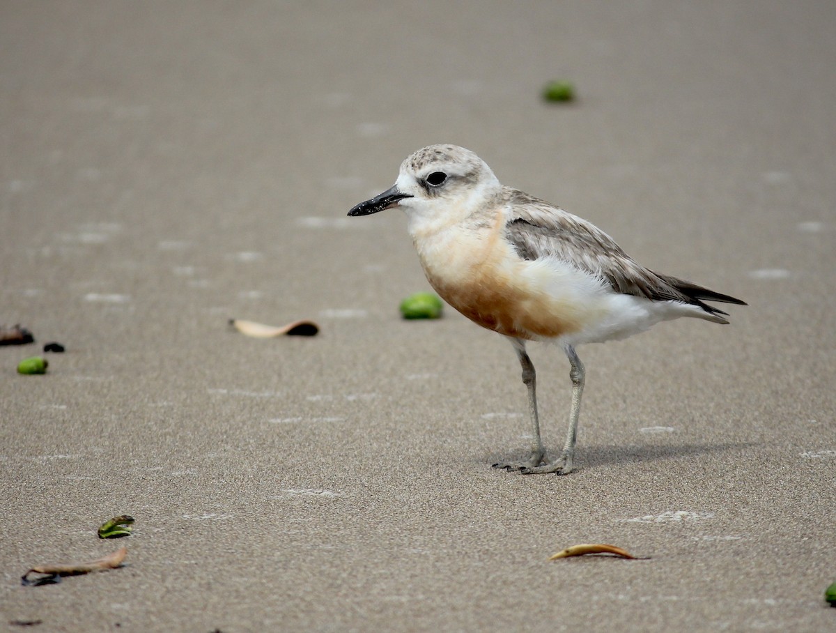 Red-breasted Dotterel - ML620280116