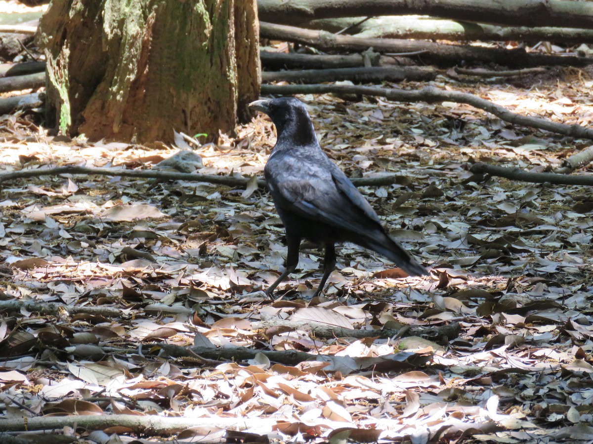Large-billed Crow - ML620280117