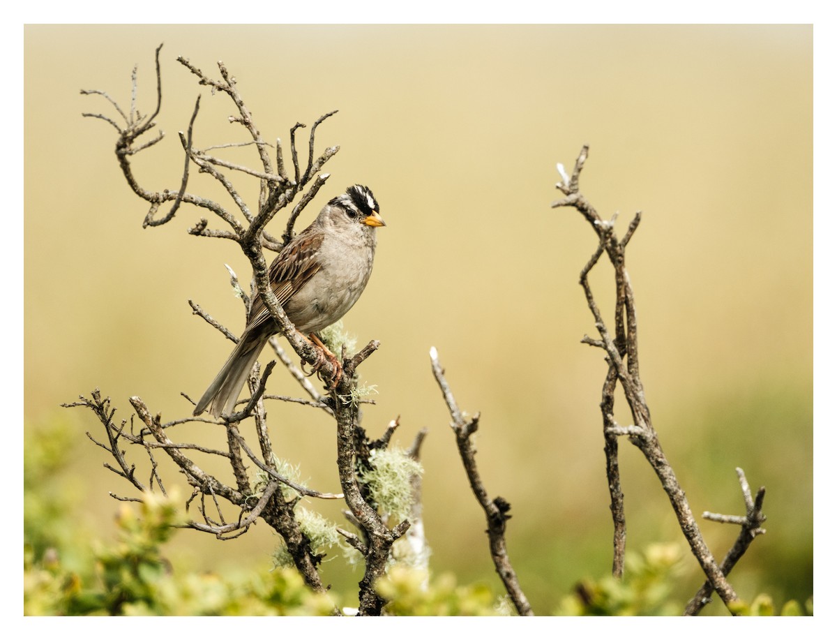 White-crowned Sparrow - ML620280119