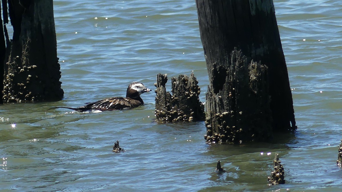 Long-tailed Duck - ML620280125