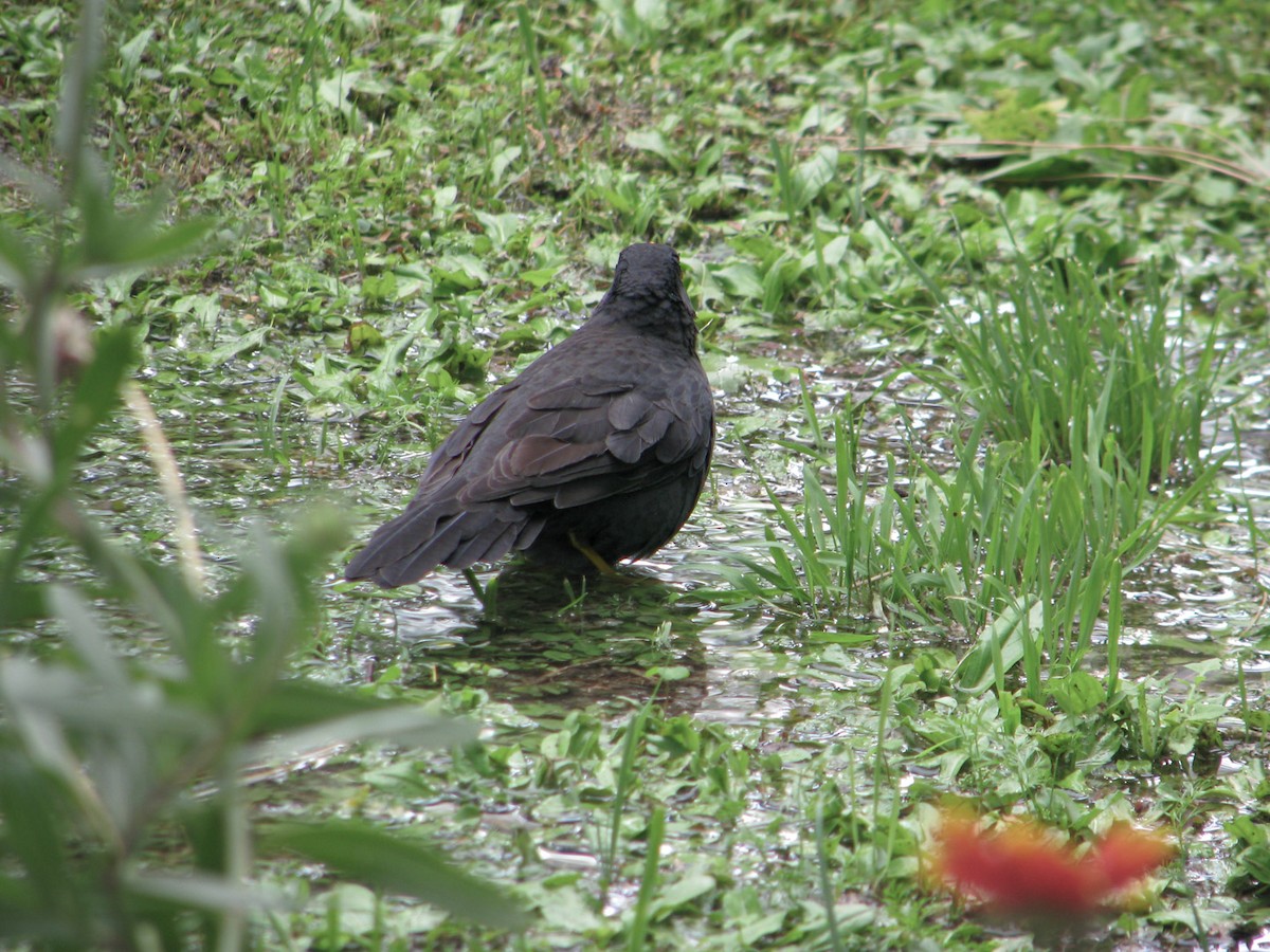 Chiguanco Thrush - ML620280128