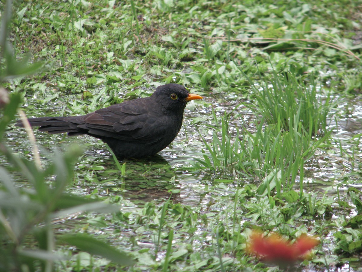 Chiguanco Thrush - ML620280129