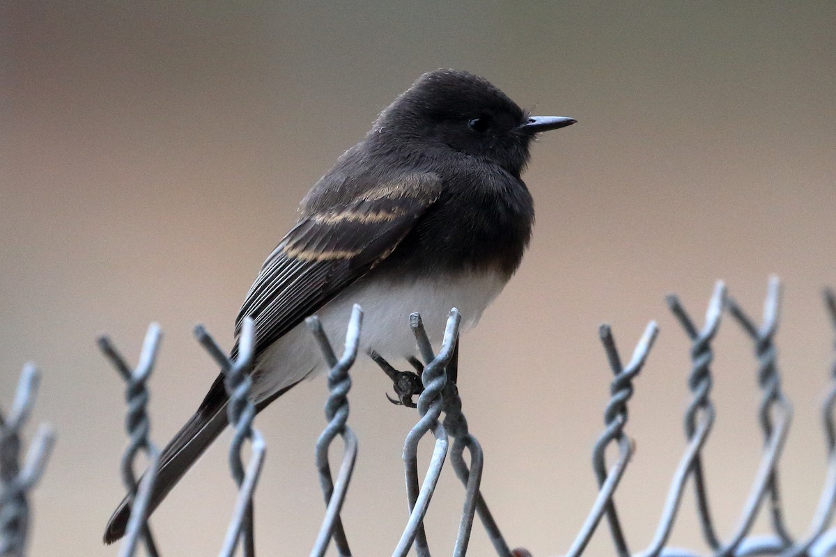 Black Phoebe - ML620280148