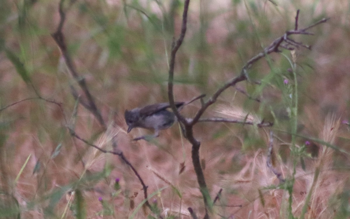 Oak Titmouse - ML620280149