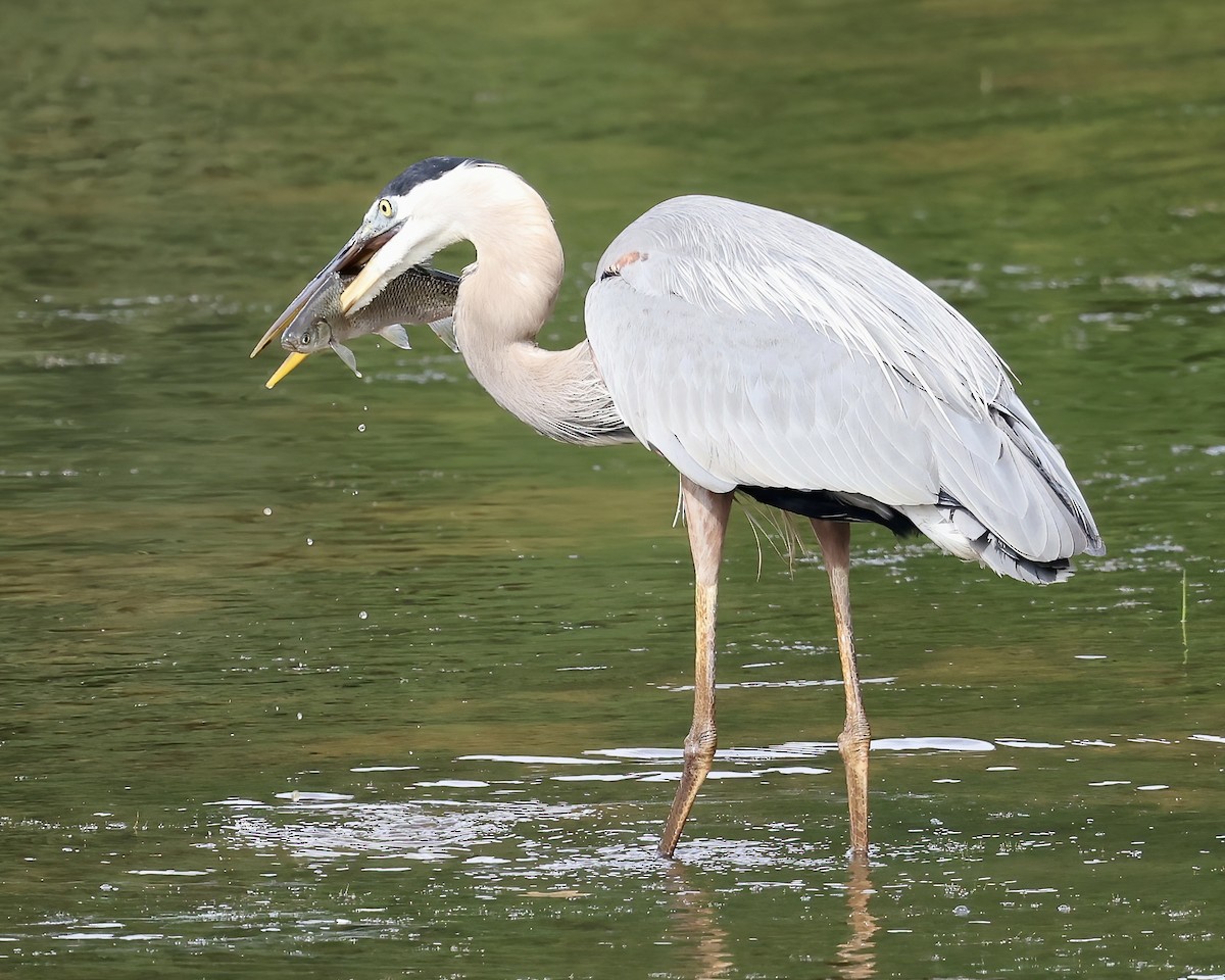 Great Blue Heron - ML620280150