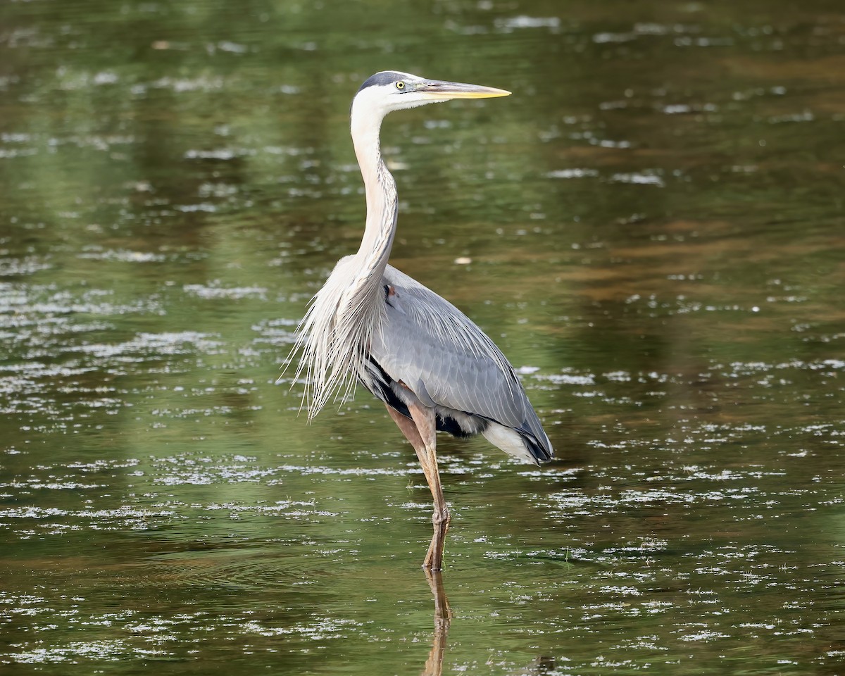 Great Blue Heron - ML620280151