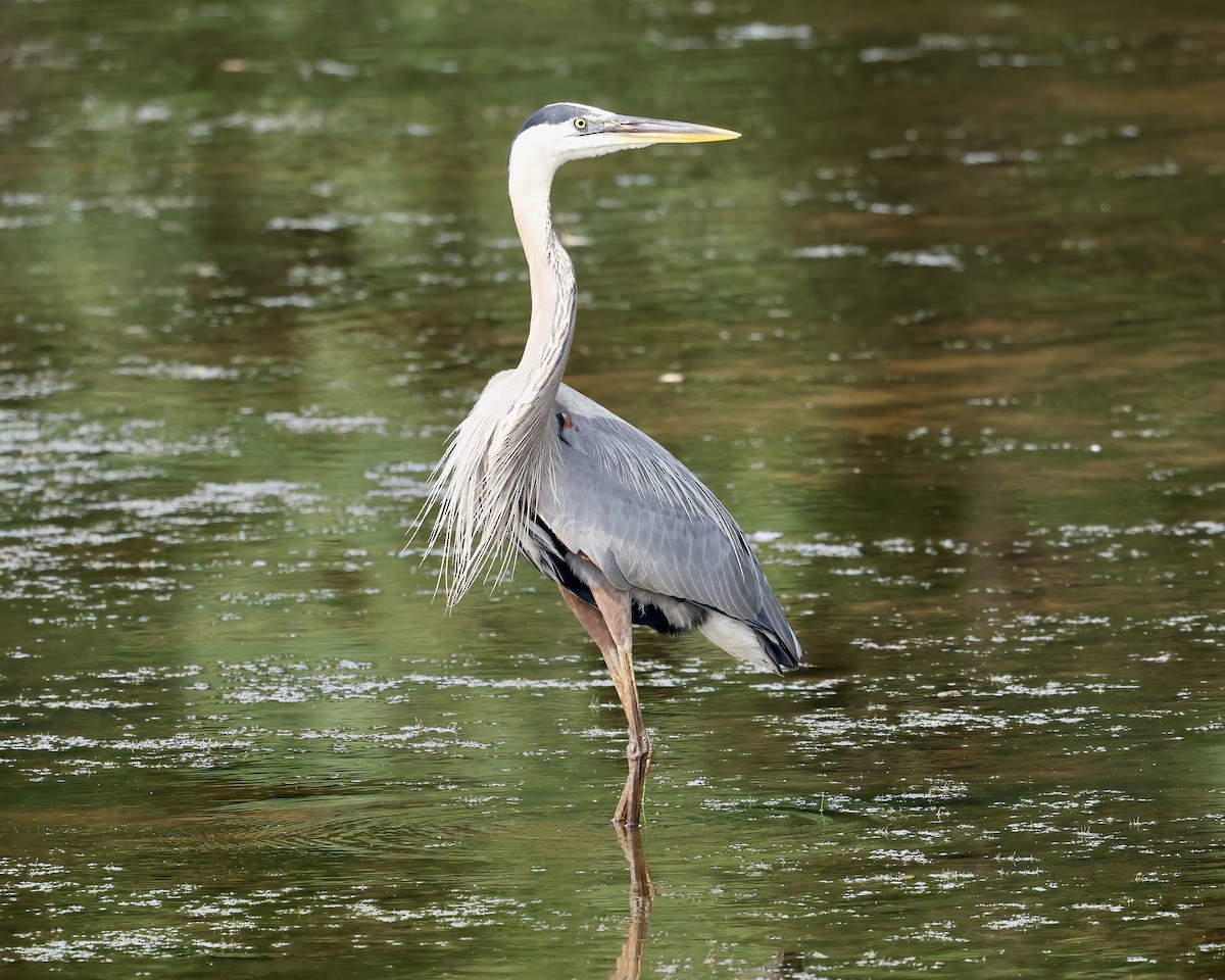 Great Blue Heron - ML620280151