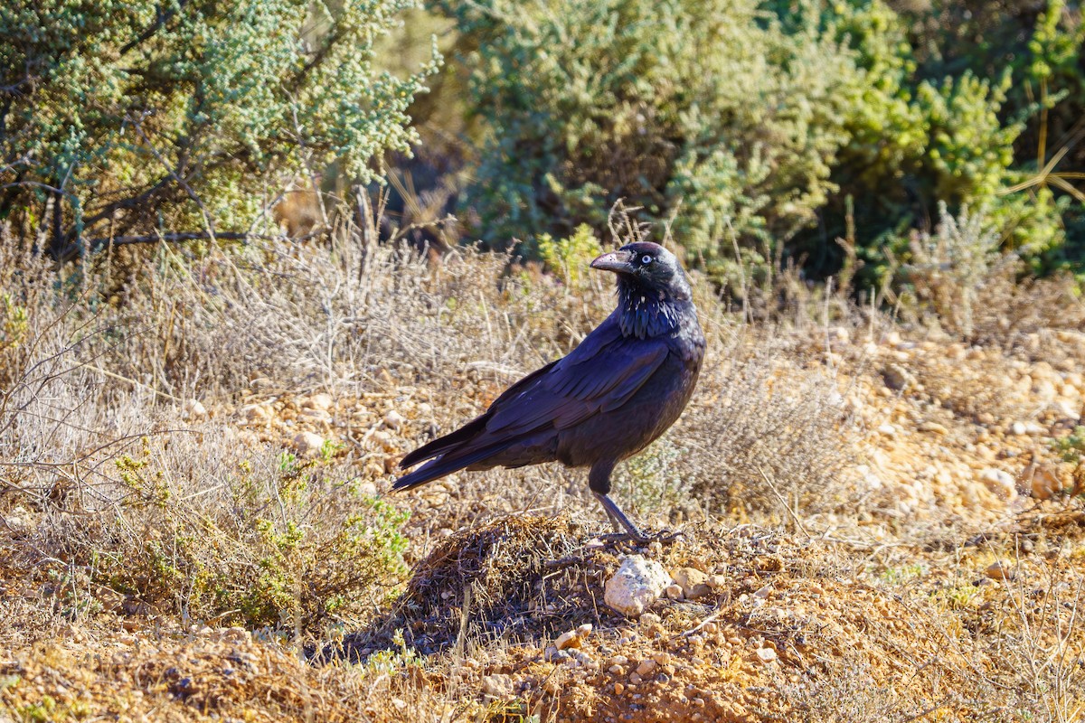 Cuervo Australiano - ML620280154