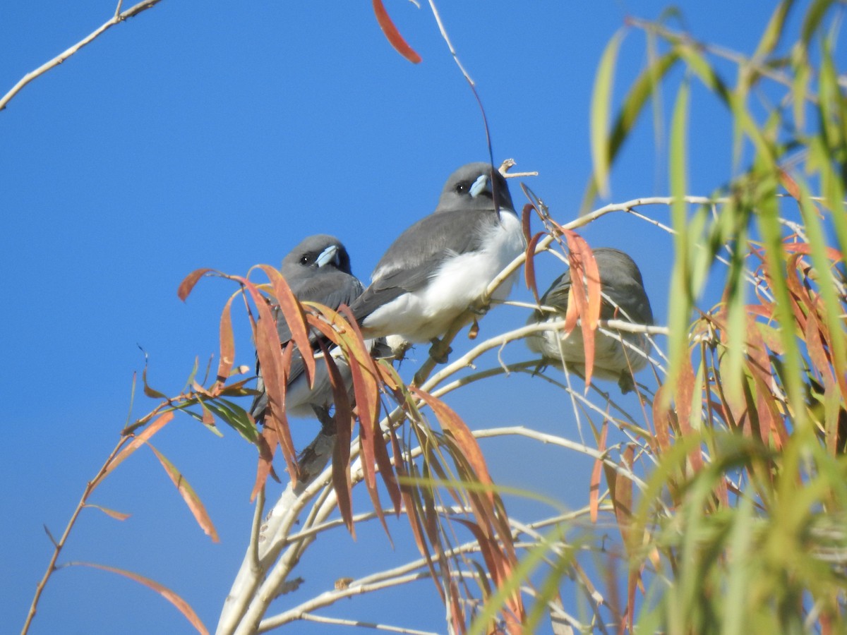 White-breasted Woodswallow - ML620280156