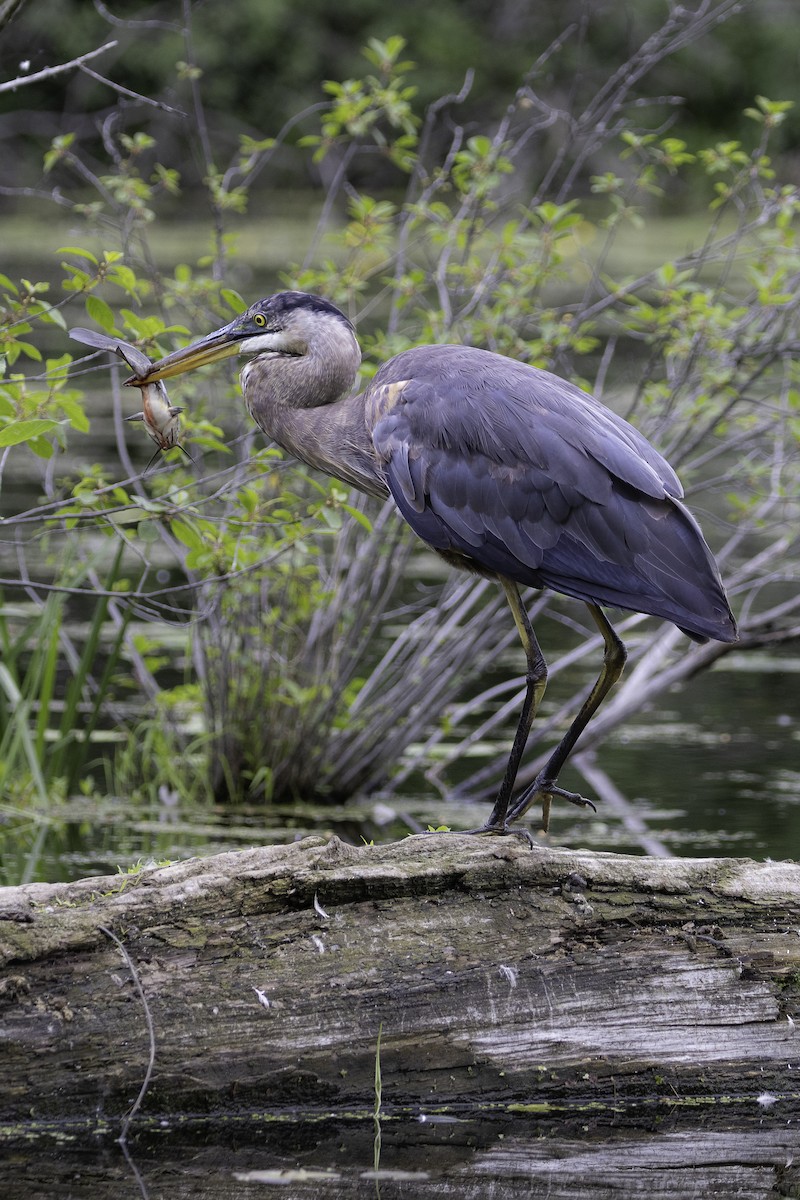 Great Blue Heron - ML620280159