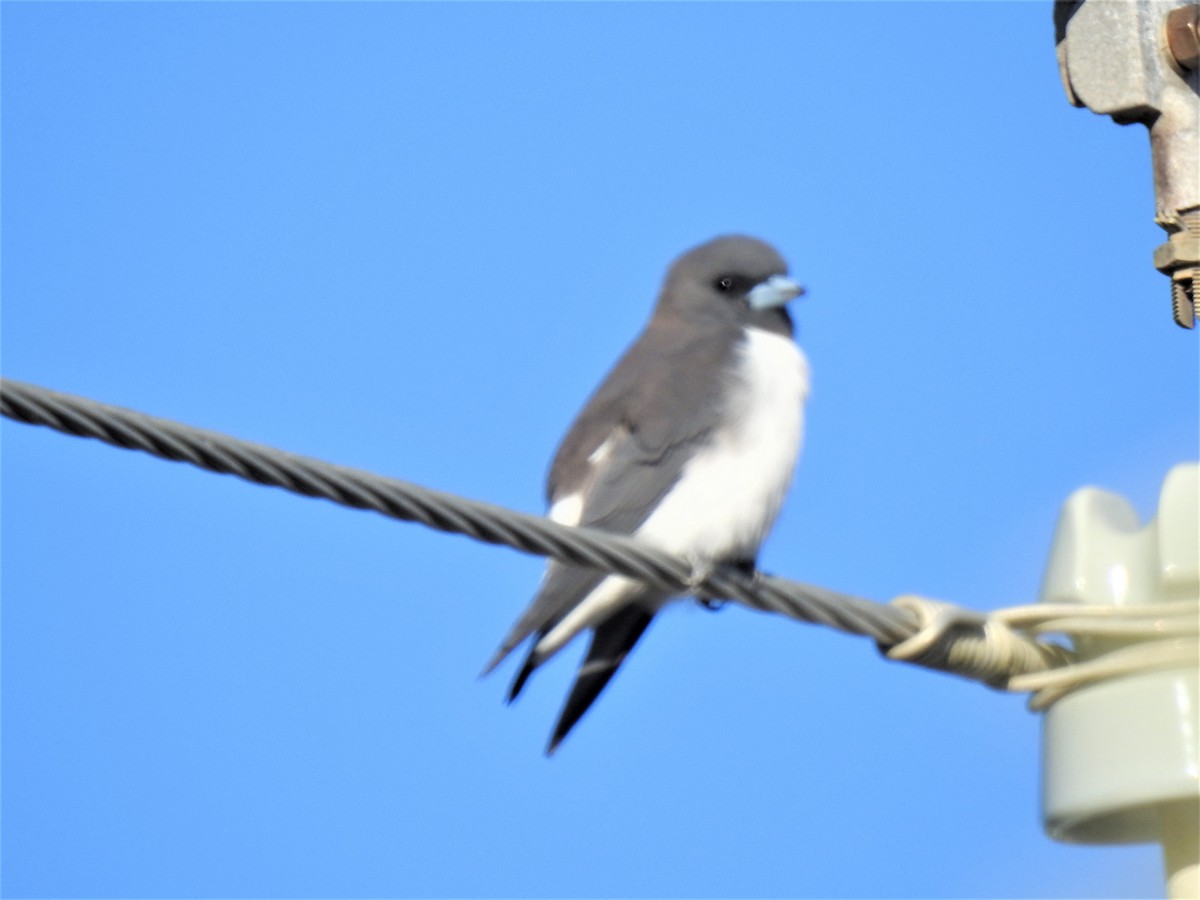 White-breasted Woodswallow - ML620280160