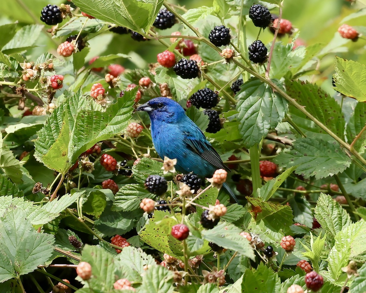 Indigo Bunting - ML620280161