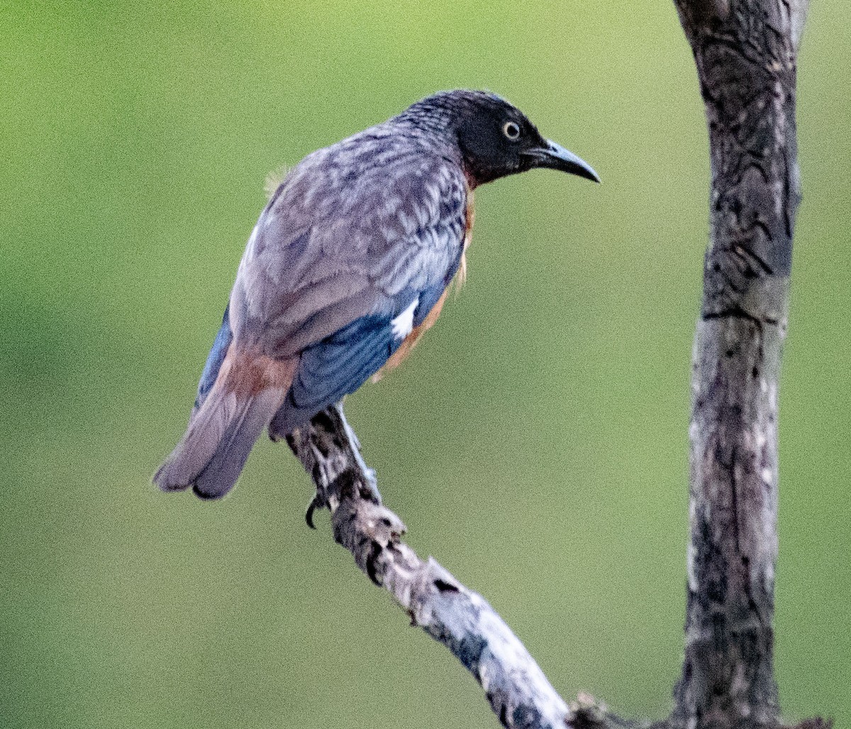 Spot-winged Starling - ML620280162