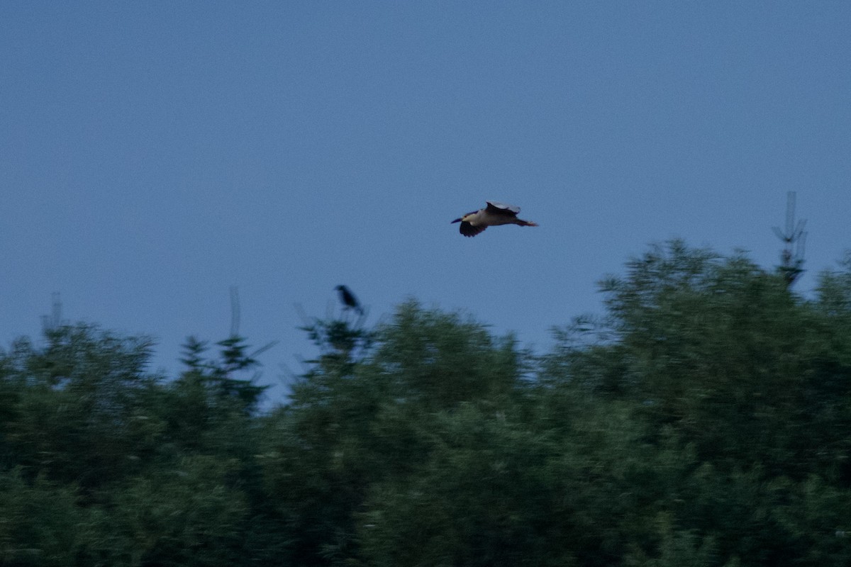 Black-crowned Night Heron - ML620280165
