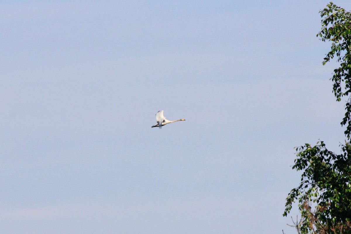 Whooper Swan - ML620280168