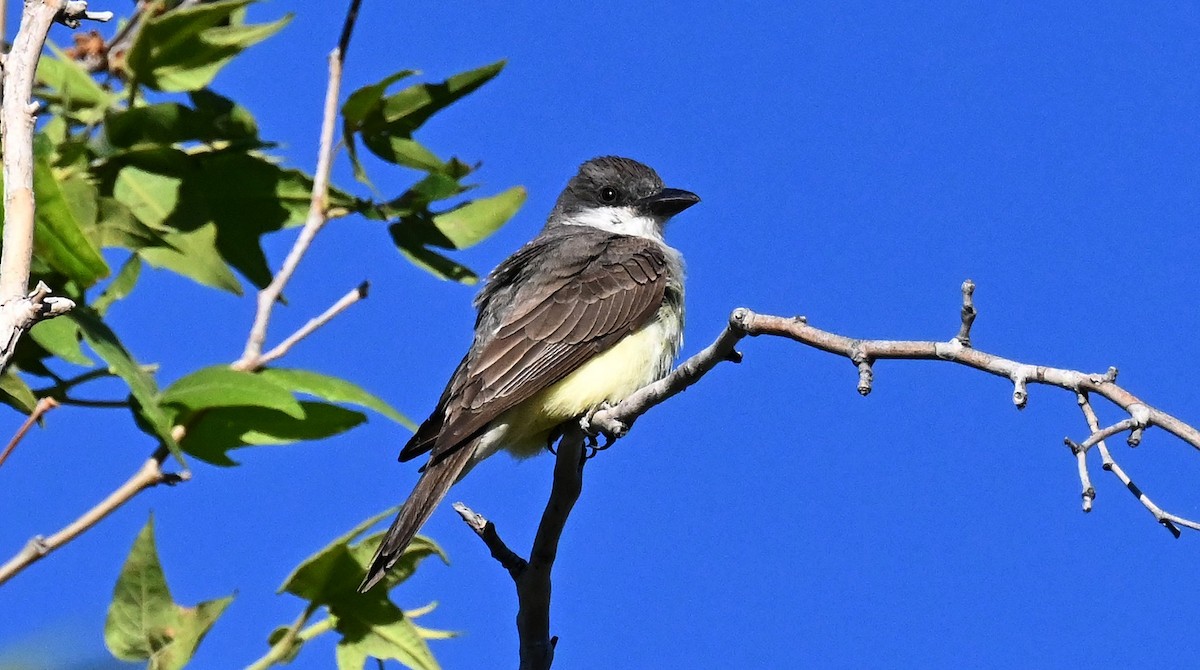 Dickschnabel-Königstyrann - ML620280169