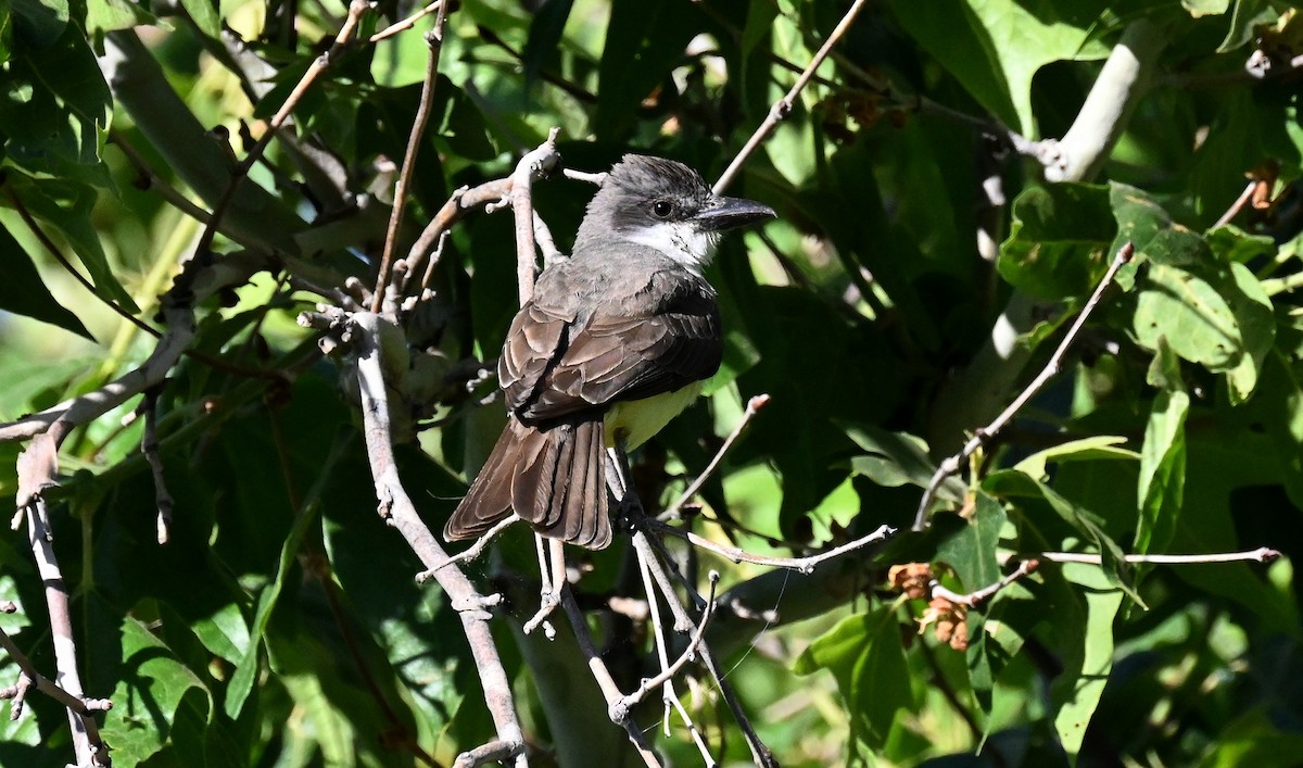 Dickschnabel-Königstyrann - ML620280171