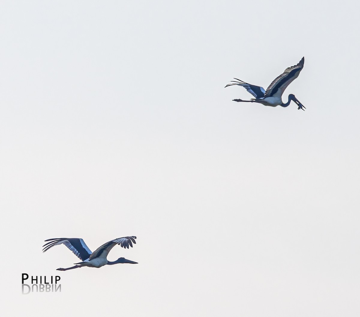 Black-necked Stork - ML620280173