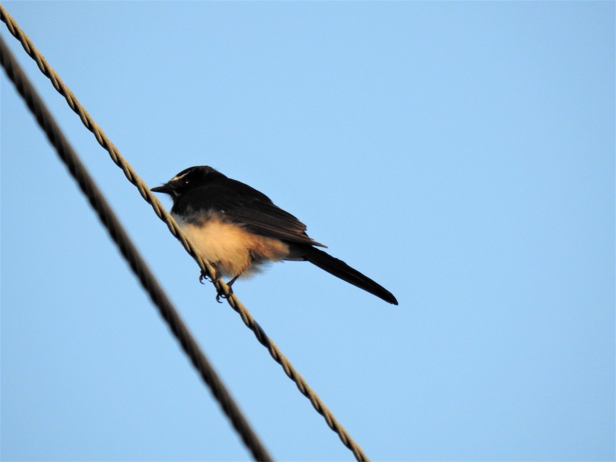 Willie-wagtail - ML620280174