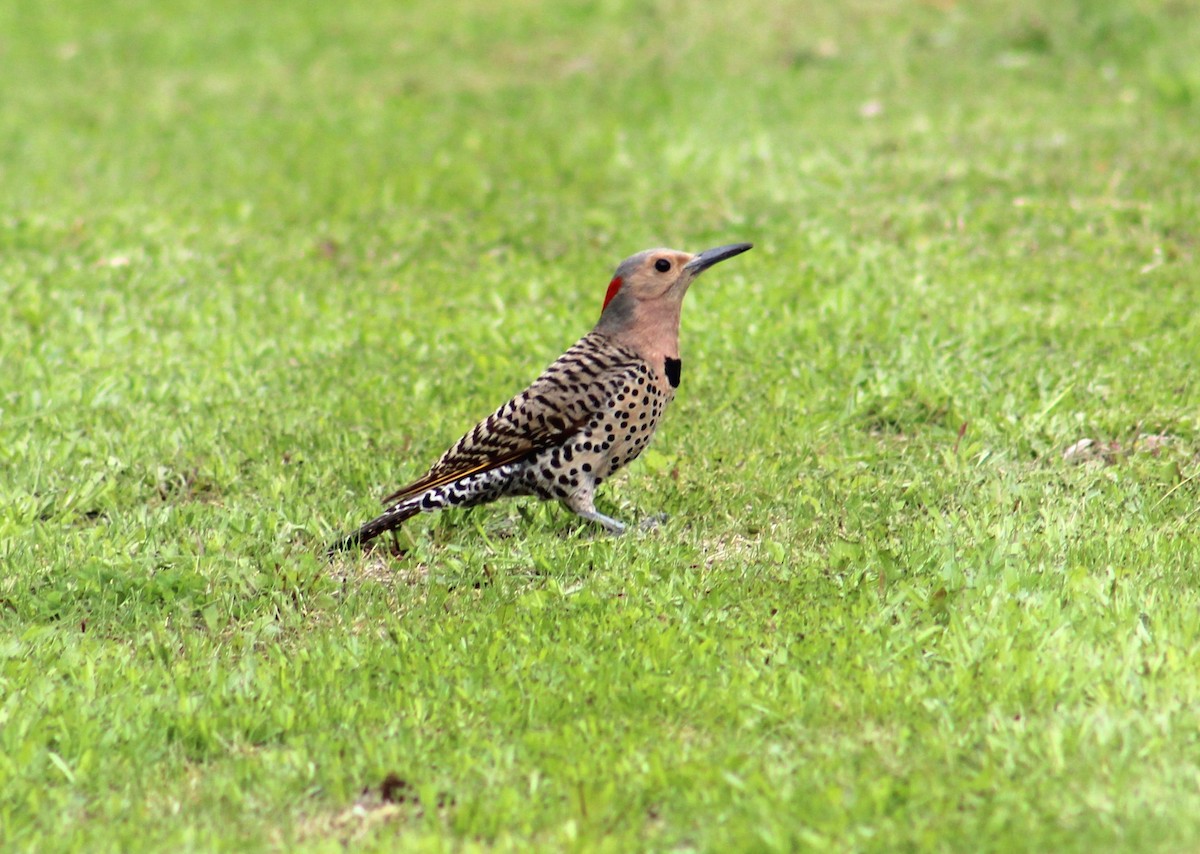 Northern Flicker (Yellow-shafted) - ML620280175