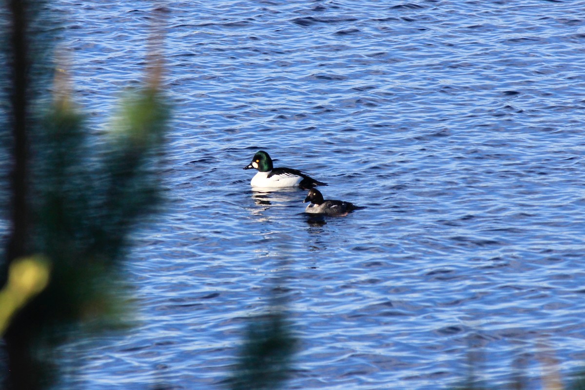 Common Goldeneye - ML620280176