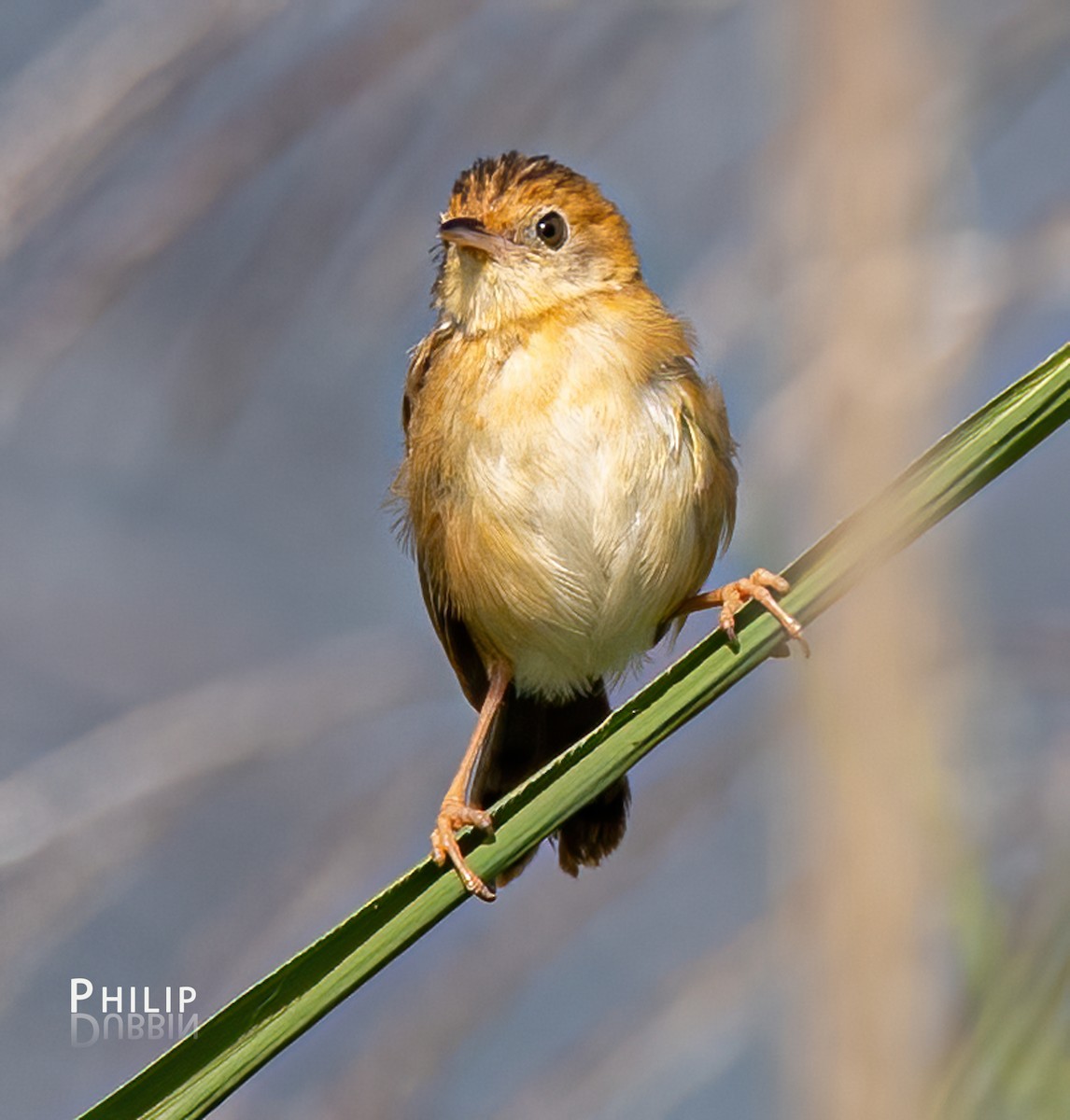 Golden-headed Cisticola - ML620280178