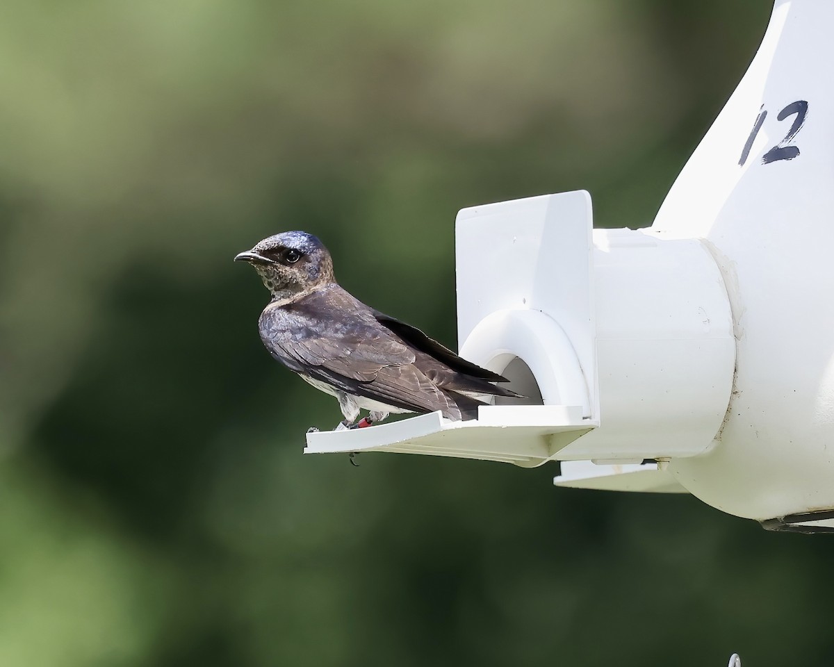 Purple Martin - ML620280184