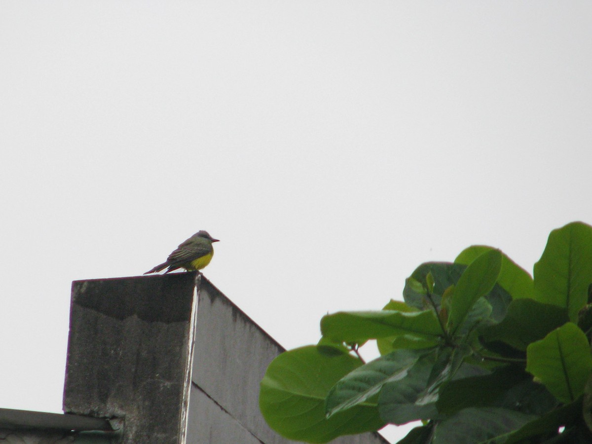 Gray-capped Flycatcher - ML620280190